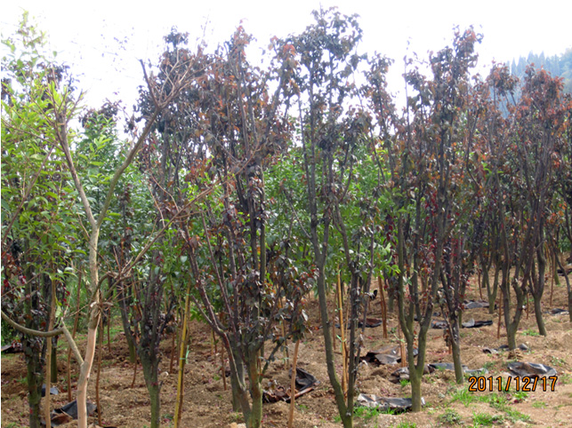 昆明高海基地（三）-高海苗圃