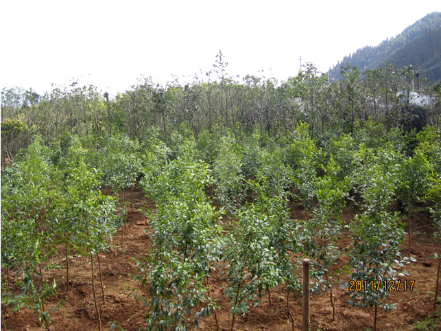 昆明高?；兀ㄋ模?高海苗圃